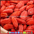 Fresh goji fruit what are goji berries goji berries nutrition in Chinese medicine